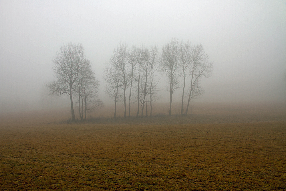 Baumgruppe im Herbst