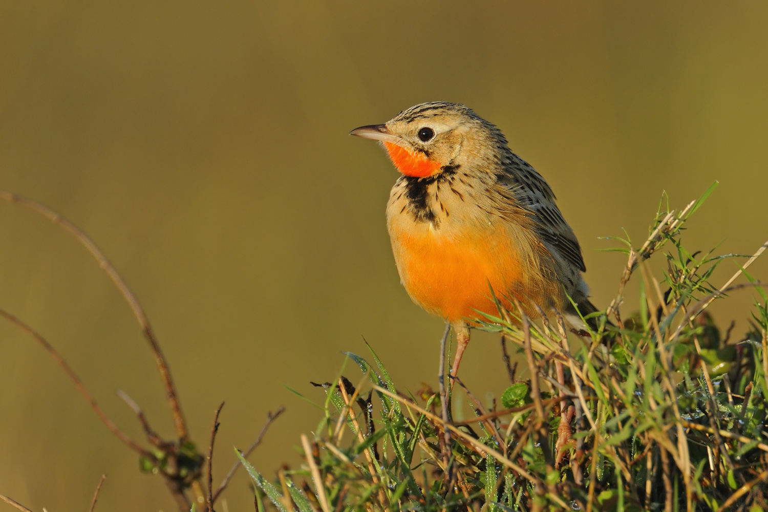 Rubinkehlpieper (Macronyx ameliae), Männchen im Schlichtkleid