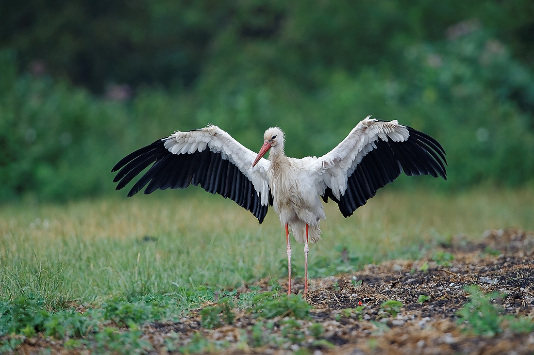 Weißstorch im Regen