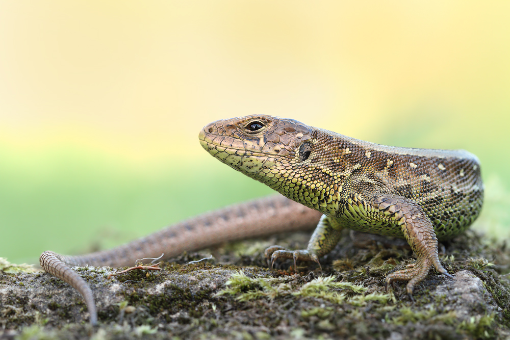 Zauneidechse - Lacerta agilis