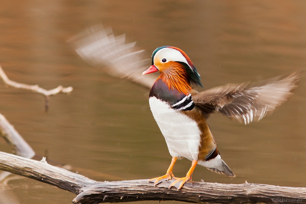 männliche Mandarinente (Aix galericulata)