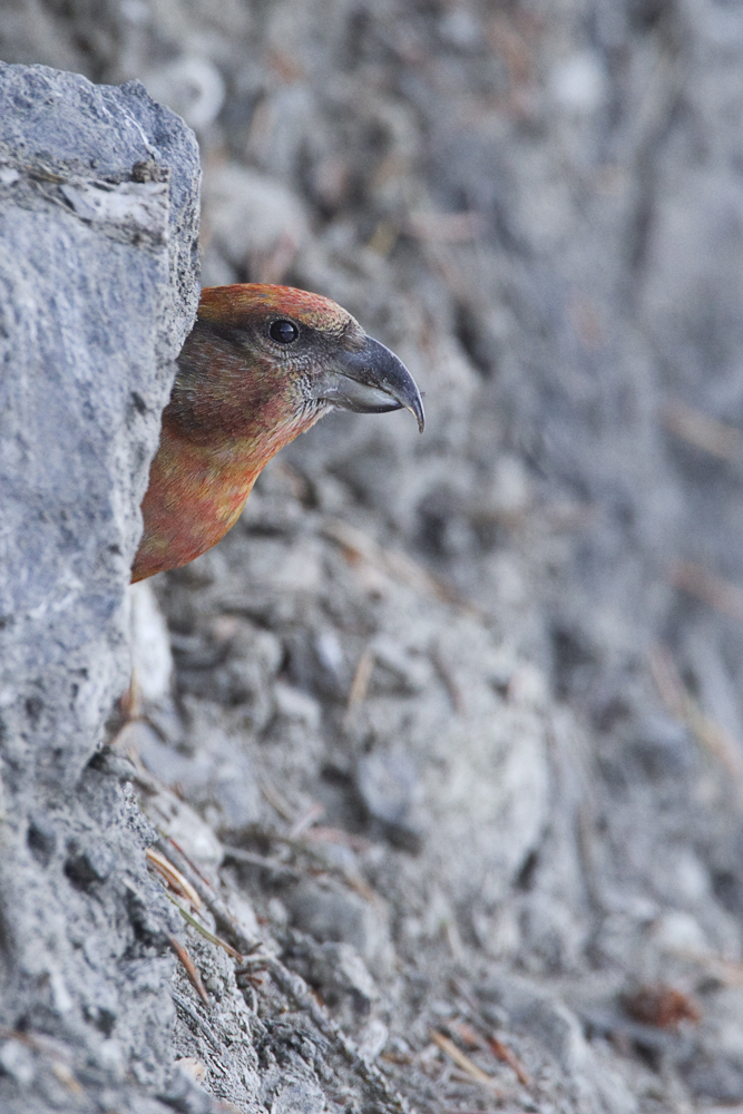 Fichtenkreuzschnabel adult