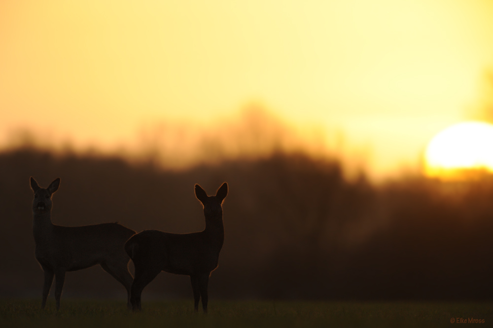 Zum Sonnenuntergang