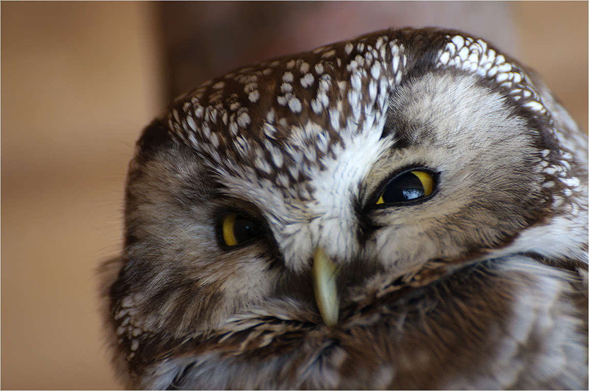 Augen - Blick