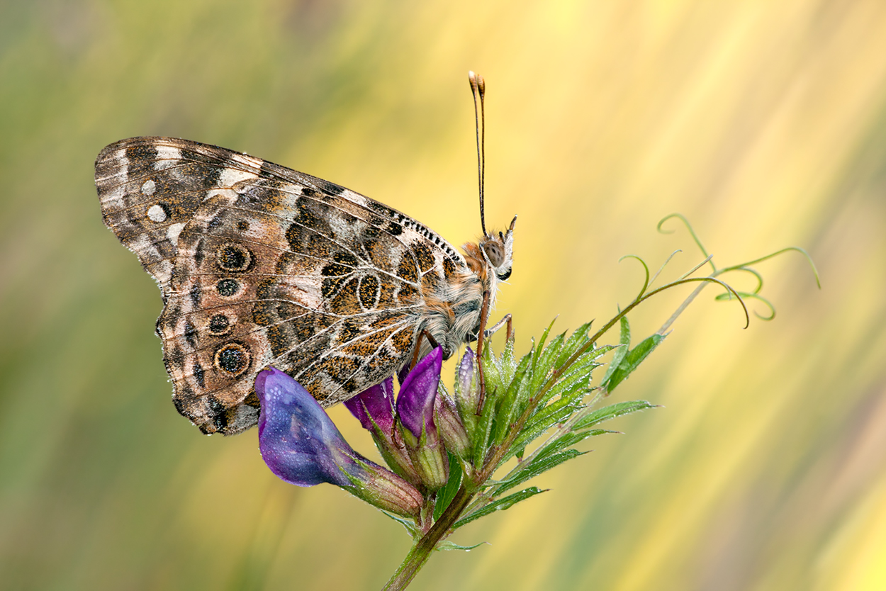 Vanessa cardui; Syn.: Cynthia cardui