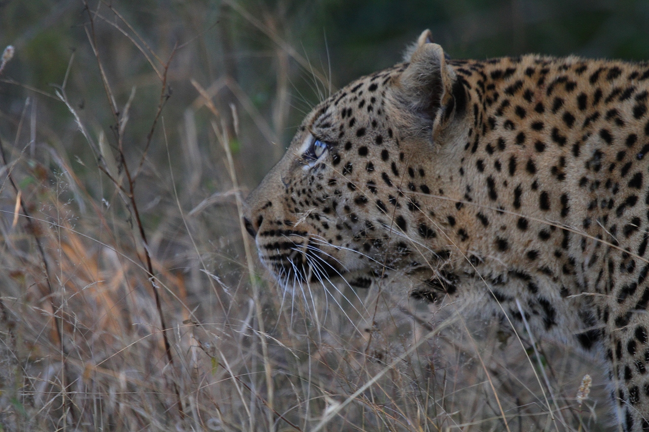The hour of the leopard - die Stunde des Leoparden