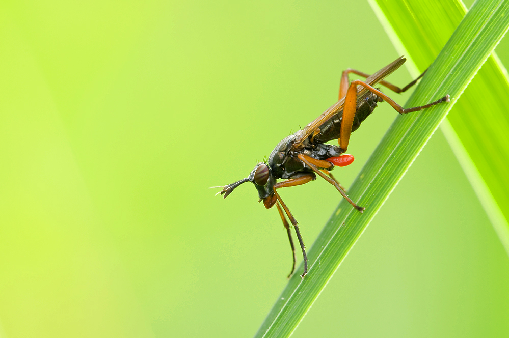 Hornfliege(Sepedon sphegea)