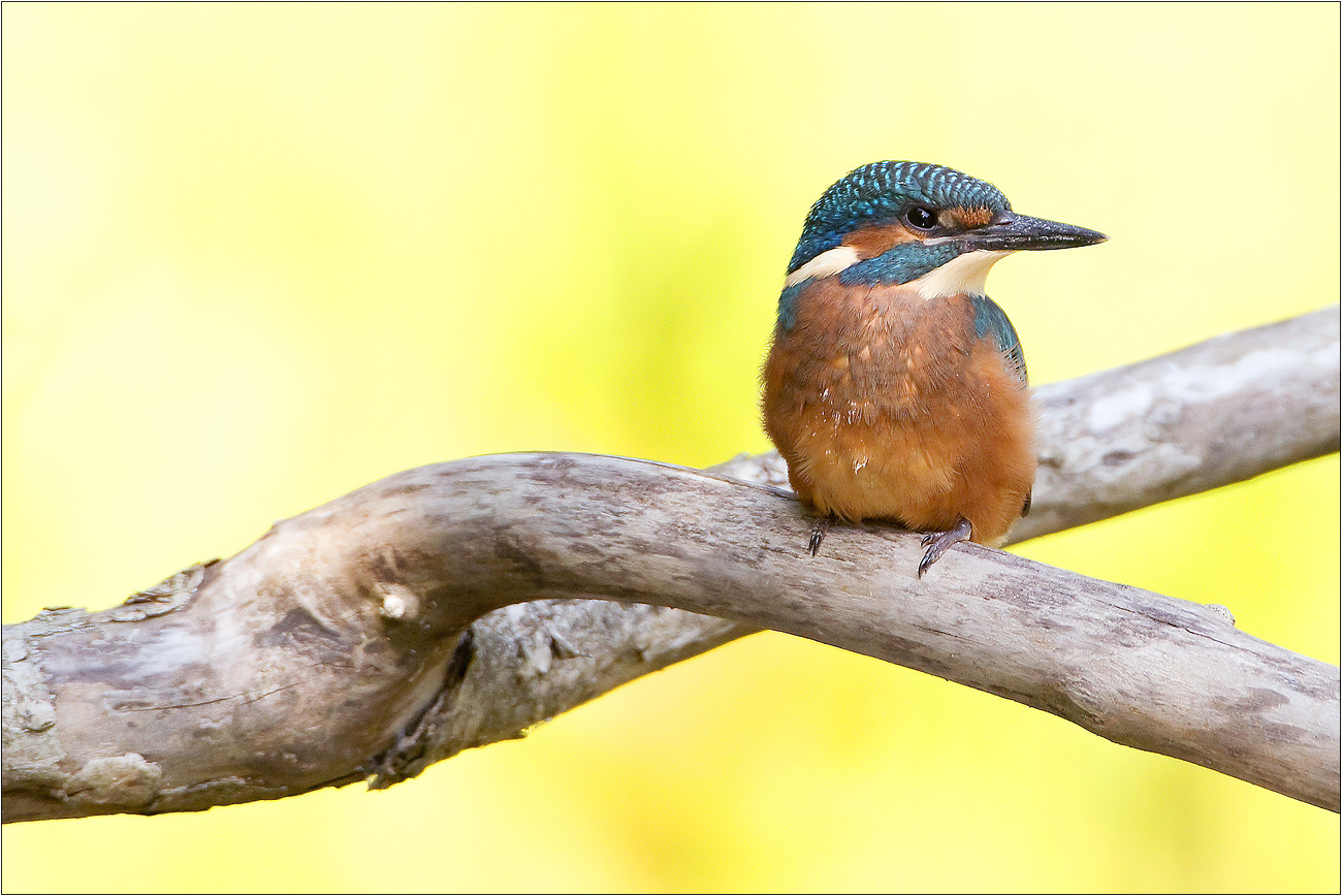 Junger Eisvogel