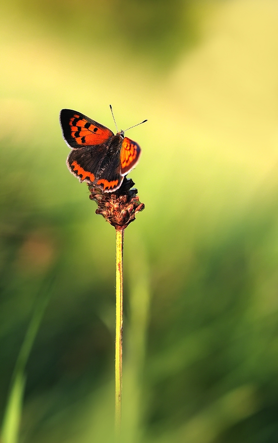 Lycaena phlaeas - Kleiner Feuerfalter