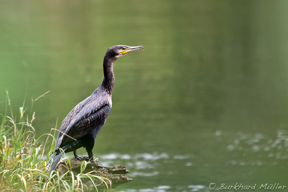 Kormoran