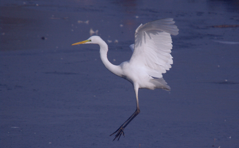 Silberreiher beim Anflug