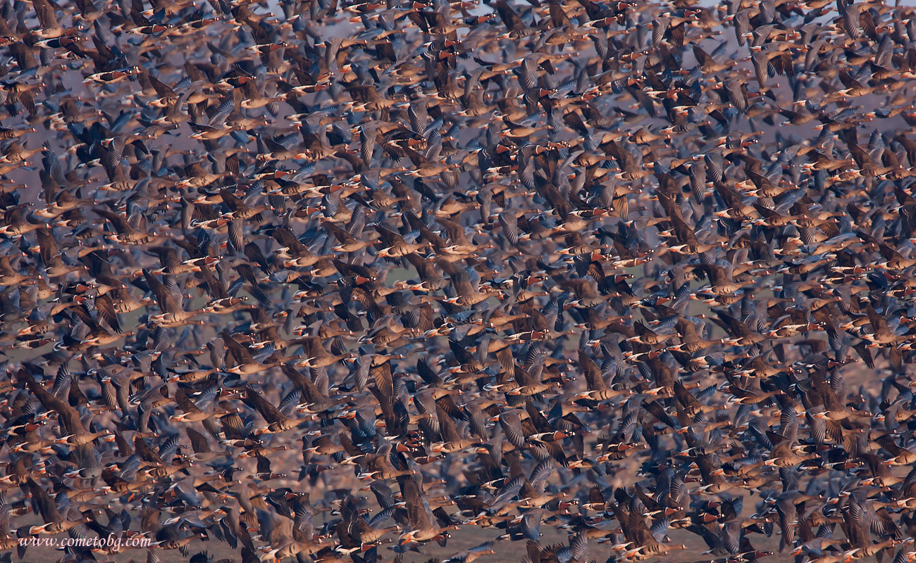 Rothalsgans /Branta ruficollis/  & Bläßgans / Anser albifrons/