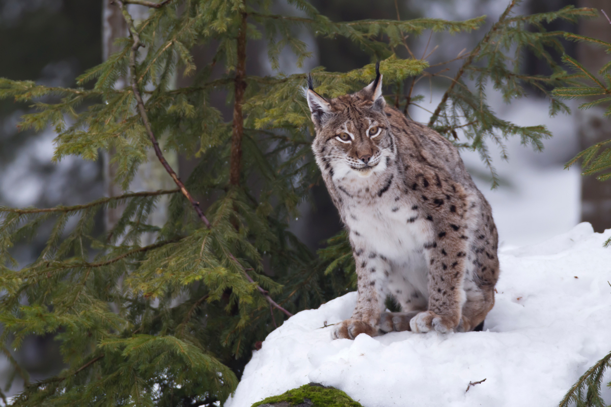 Eurasischer Luchs (Lynx lynx)