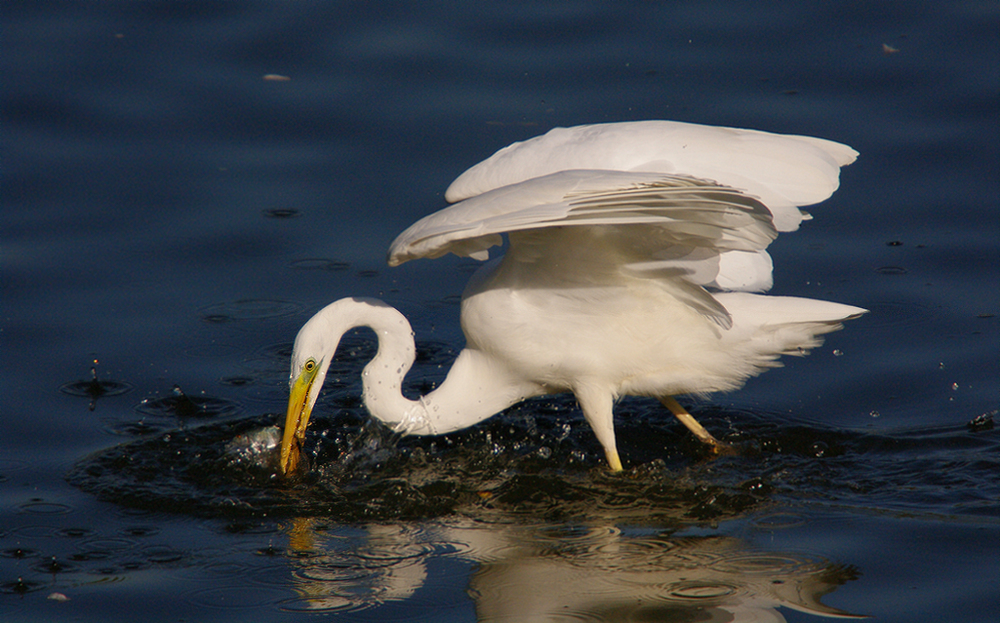 Silberreiher beim erfolgreichen Fischfang