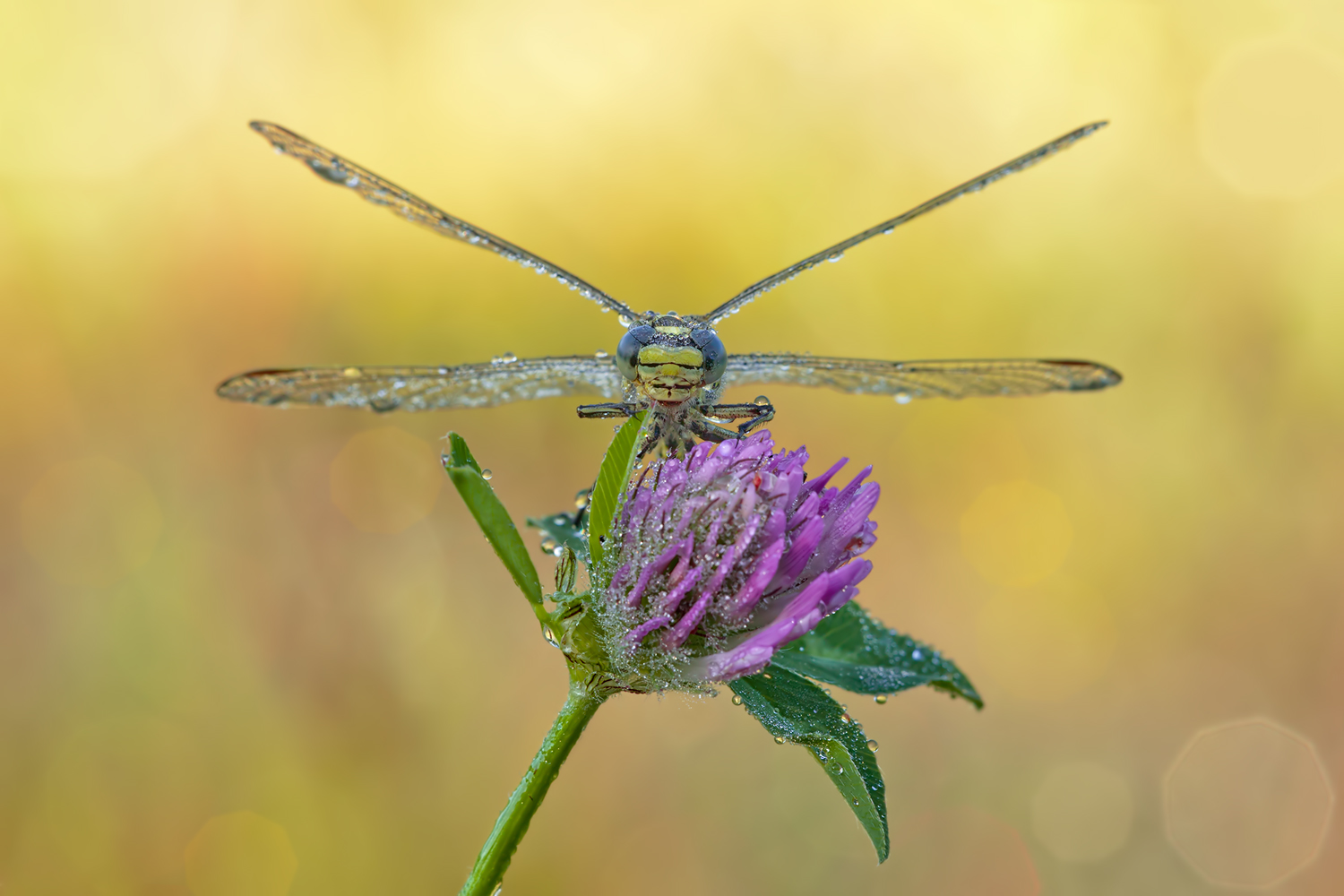 Gomphus pulchellus