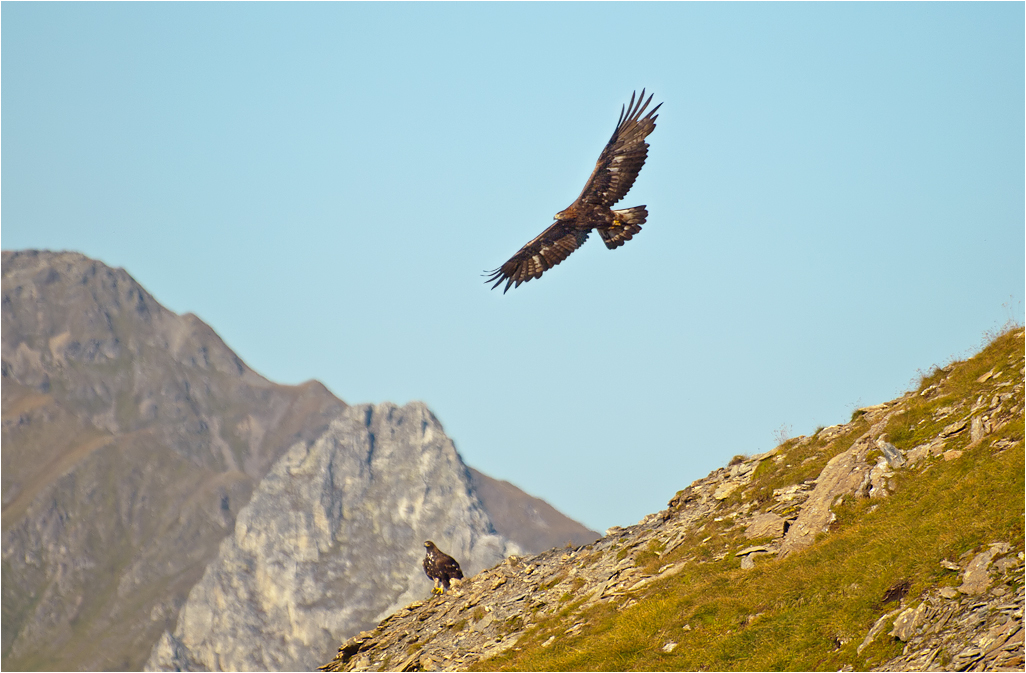 Steinadler  "Aquila Chrysaetos"