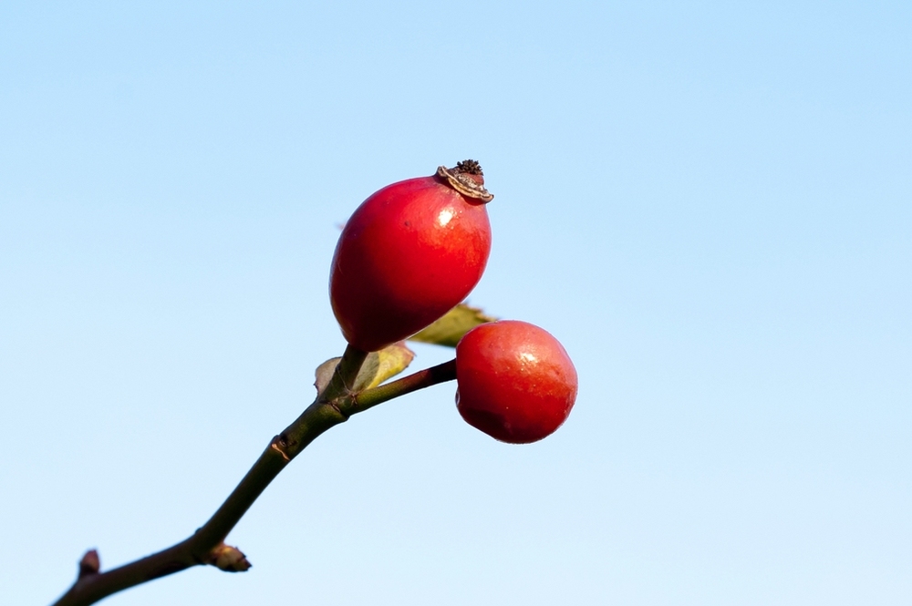 Hagebutte im Herbst