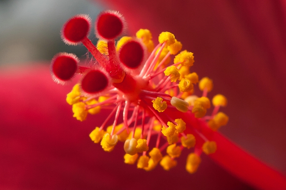 Hibiskusstempel