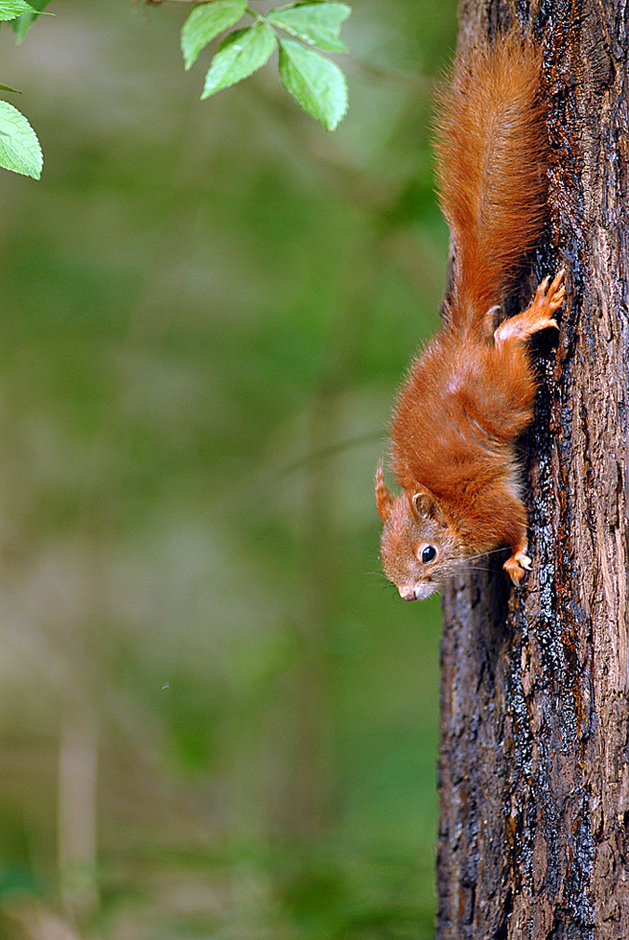 Eichhörnchen
