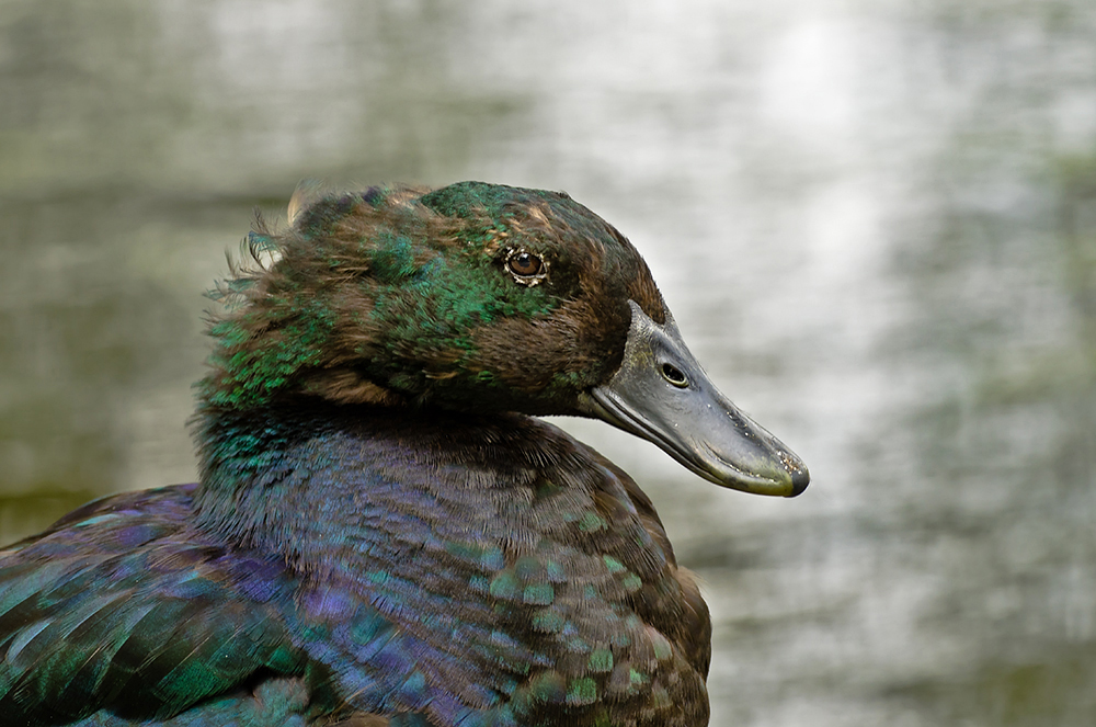 Halbportrait