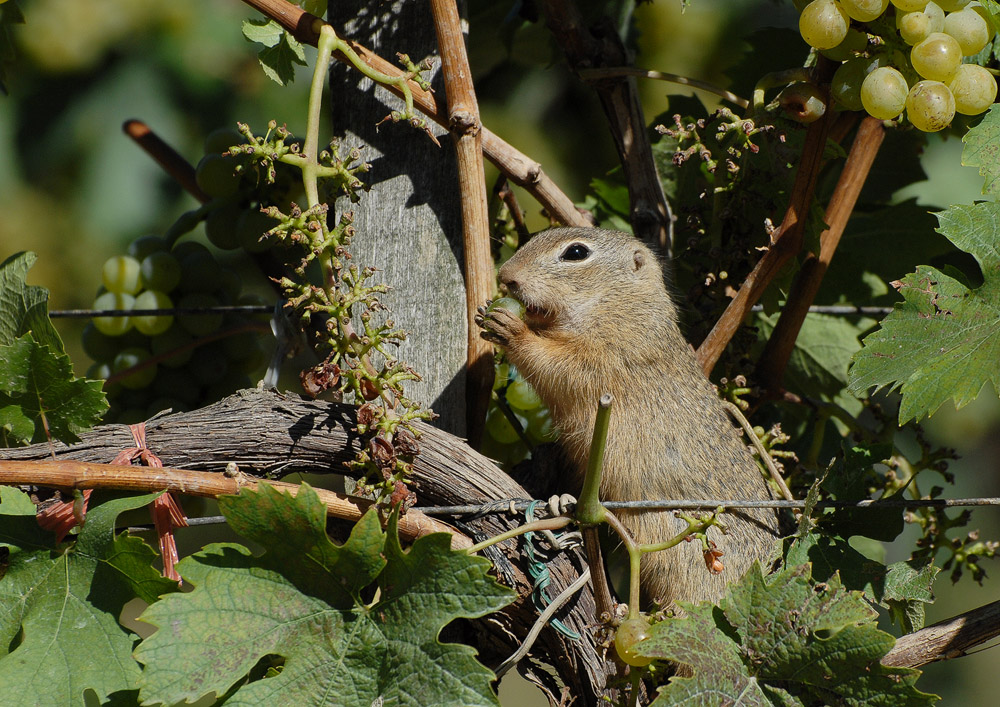 Ziesel im Weinstock