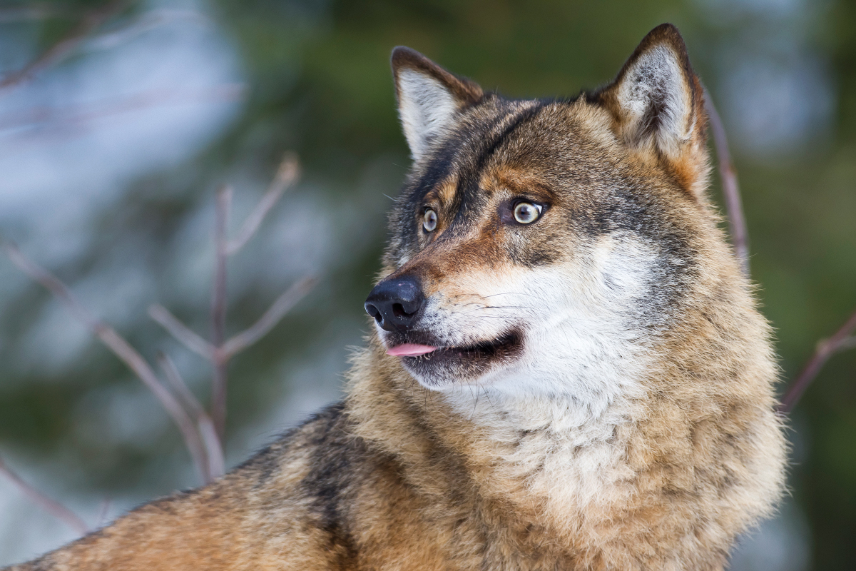 Wolfsportrait