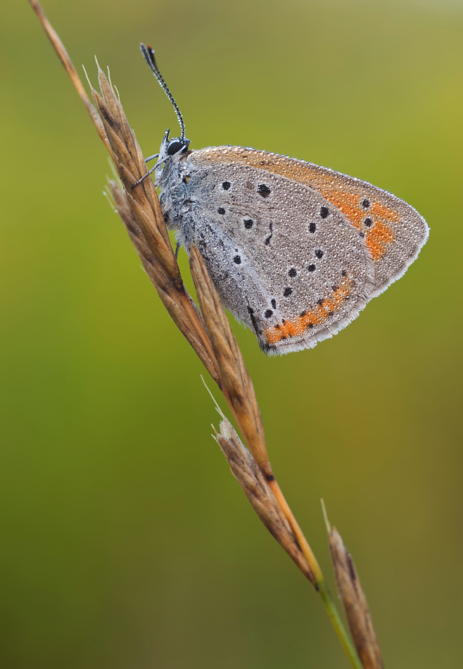 Gr. Feuerfalter