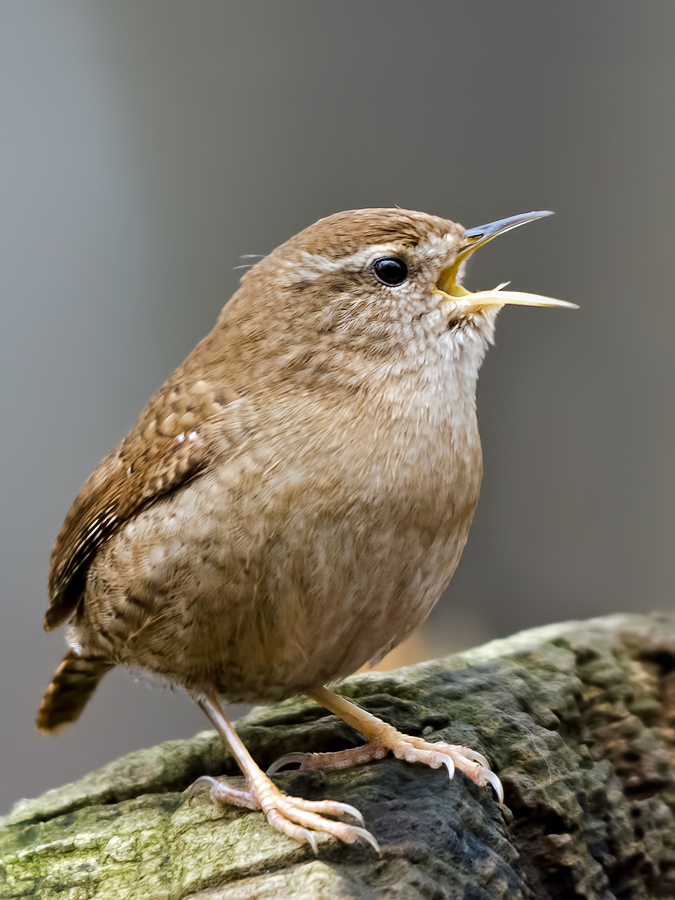 Frühlingsgesang