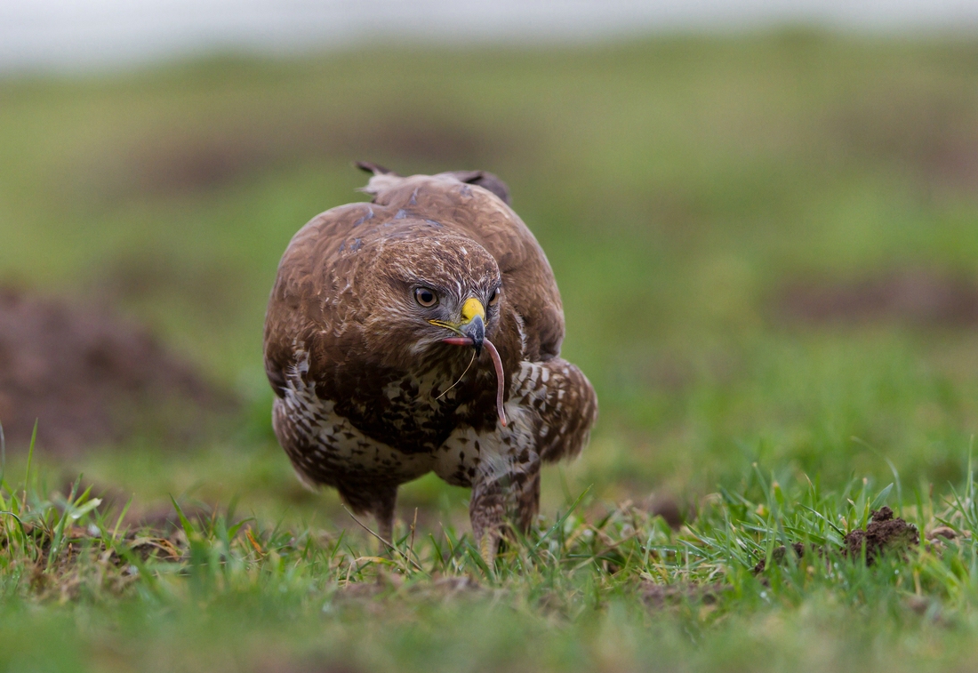 Mäusebussard auf Regenwurmsuche