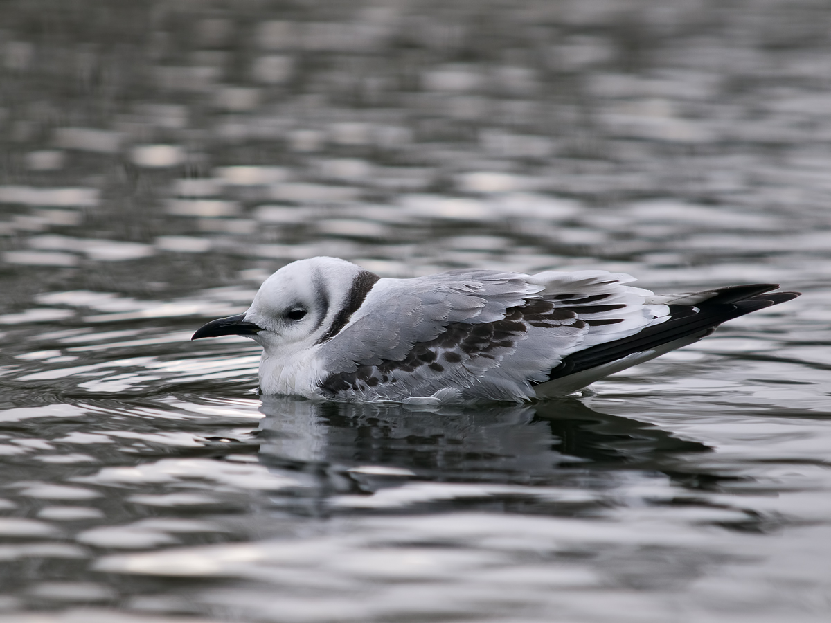 Möwe