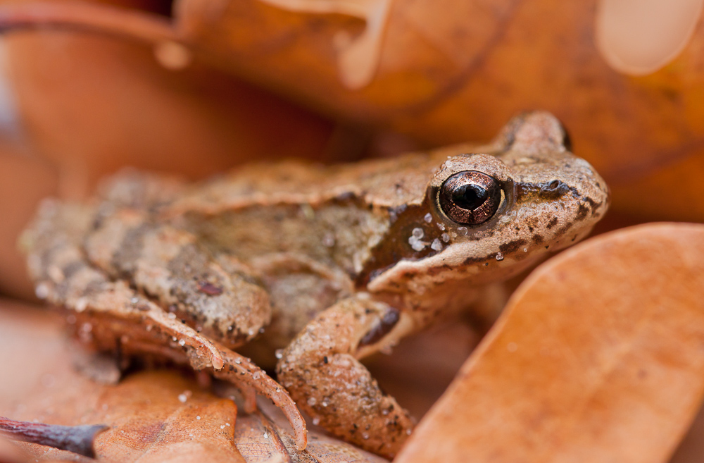 Gecko (Forum für Naturfotografen)