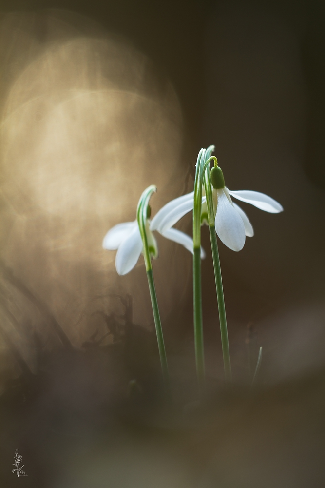 ~Frühlingsläuten~