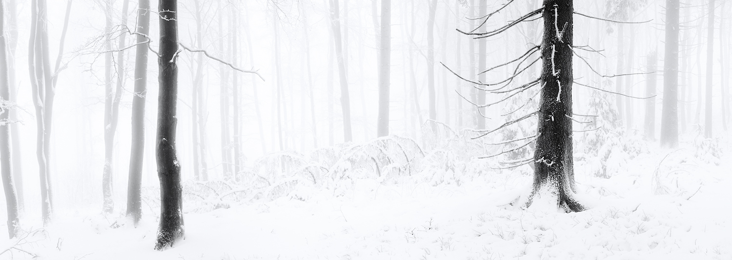 Winterwald