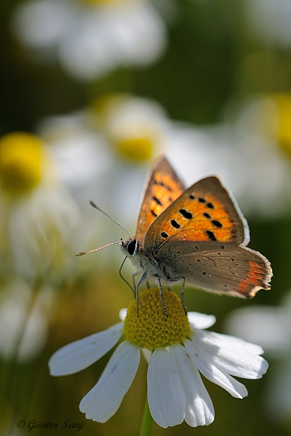 Im Blumenmeer