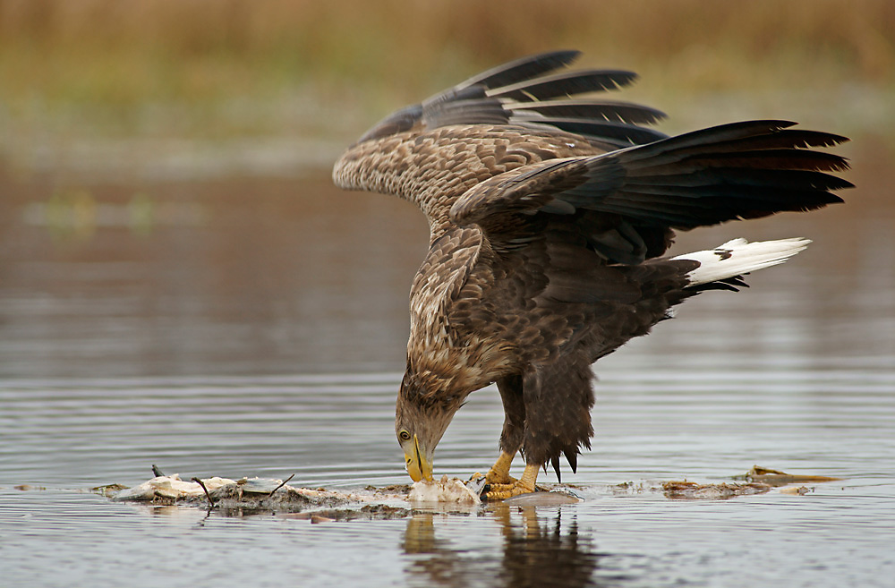 Seeadler beim Fressen