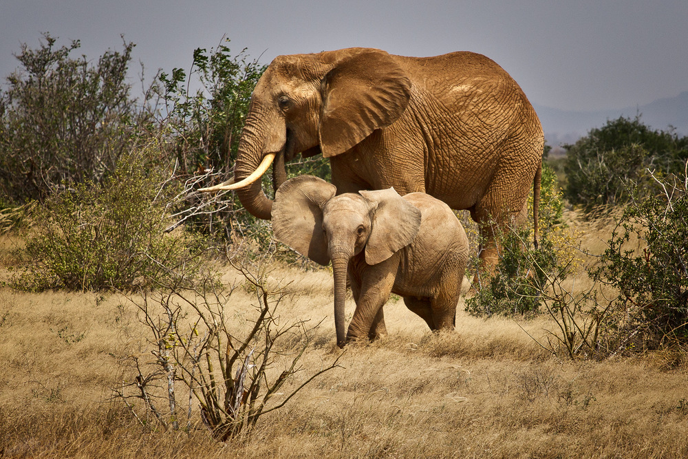 Mamma & Sohn