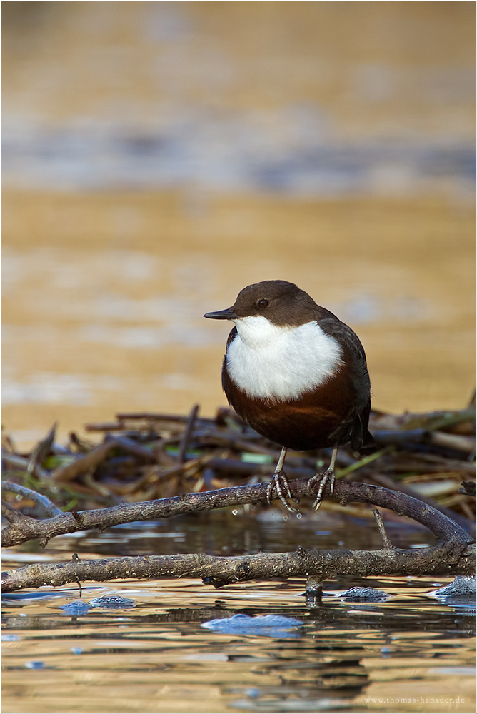 Ruhepause (Forum für Naturfotografen)