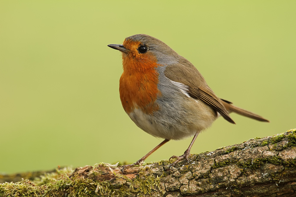 Rotkehlchen (Erithacus rubecula)