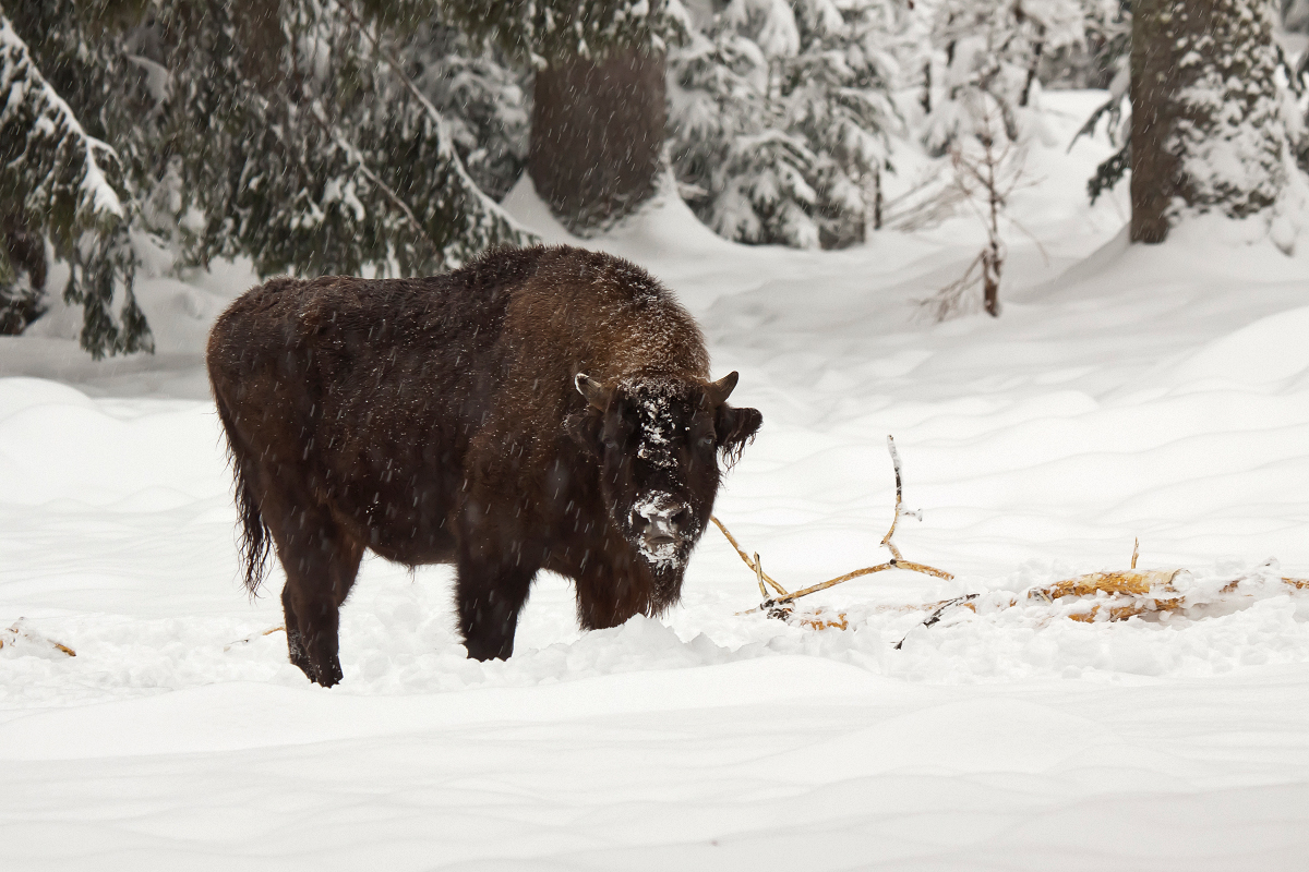 Wisent im Schneetreiben
