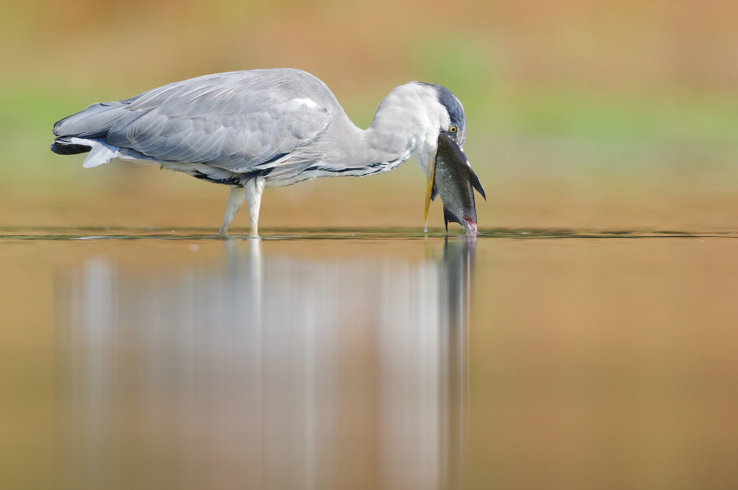 Graureiher (Ardea cinerea)