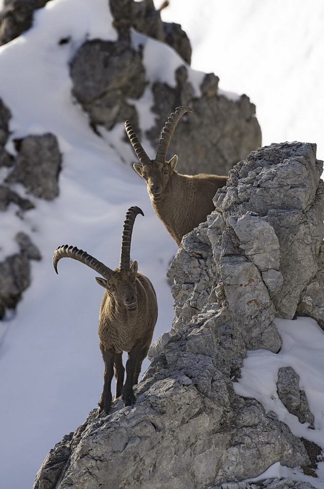 Alpensteinbock