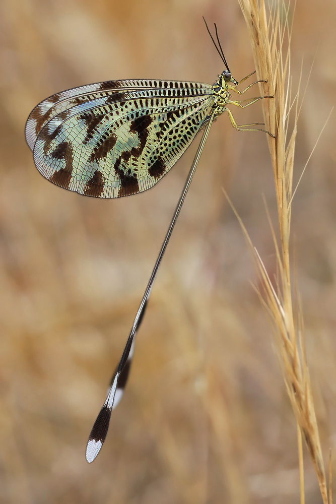 Fadenhaft ,    Nemoptera ........?