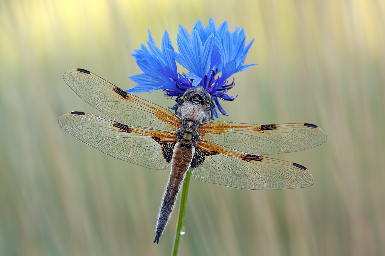 Libellula quadrimaculata