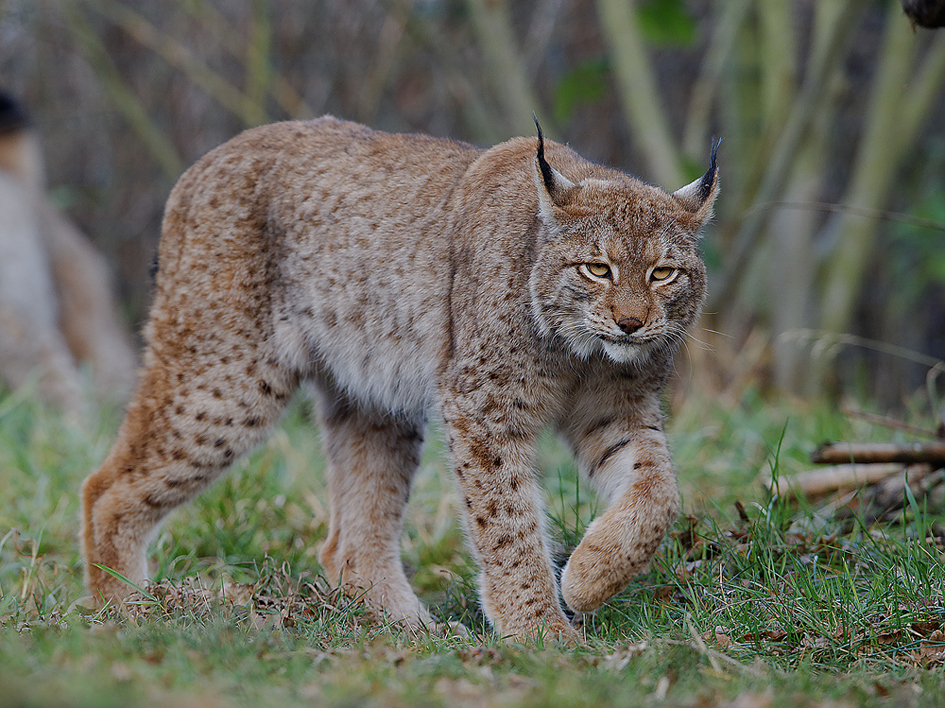 Eurasischer Luchs