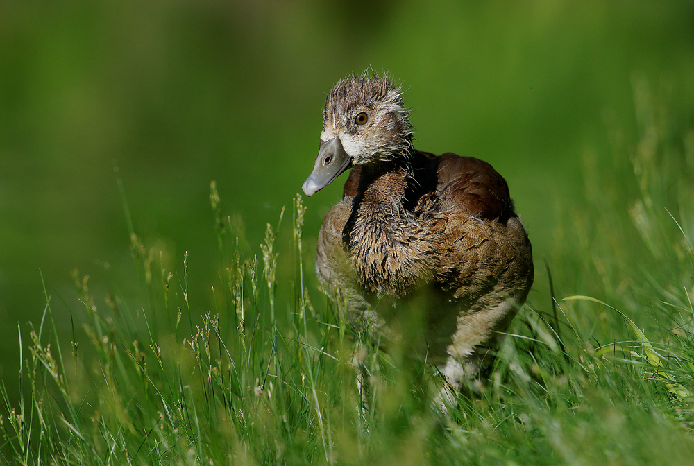 Nilgans (Alopochen aegyptiacus)