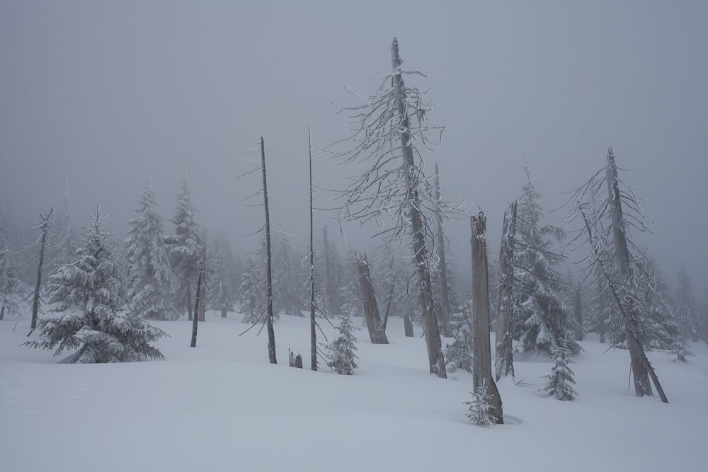 Nebel im Riesengebirge