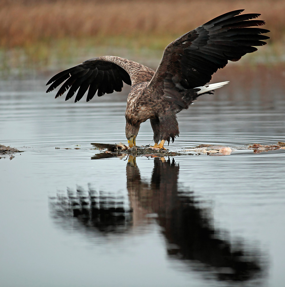 Seeadler beim Fressen 2