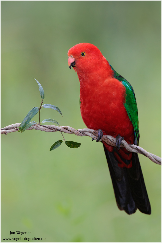 Australischer Königssittich (Alisterus scapularis) Australian King Parrot