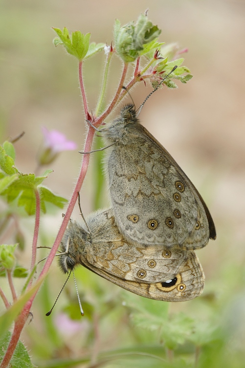 Mauerfuchs (Lasiommata megera)