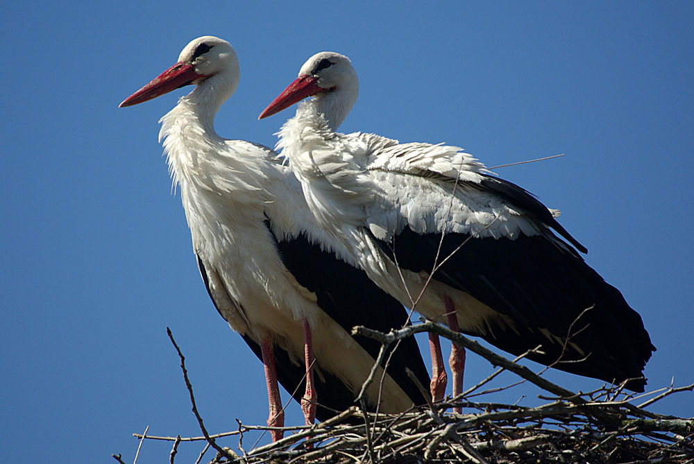 Weißstorch